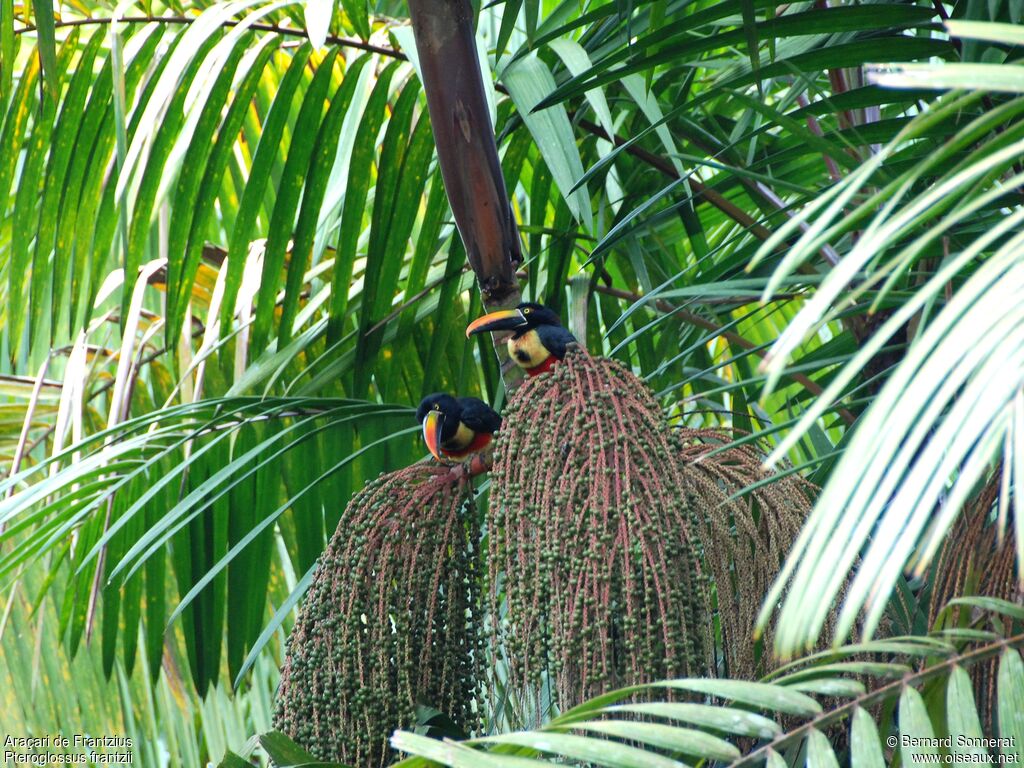 Fiery-billed Aracari