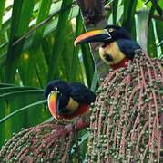 Fiery-billed Aracari