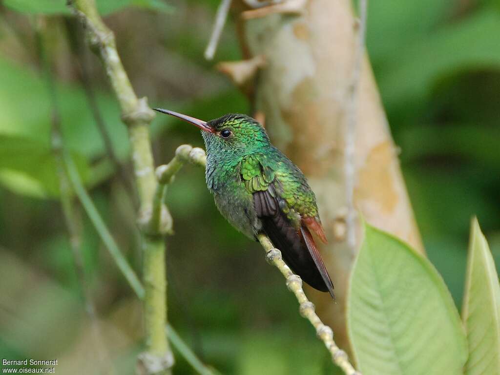 Rufous-tailed Hummingbird male adult, identification