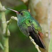 Rufous-tailed Hummingbird