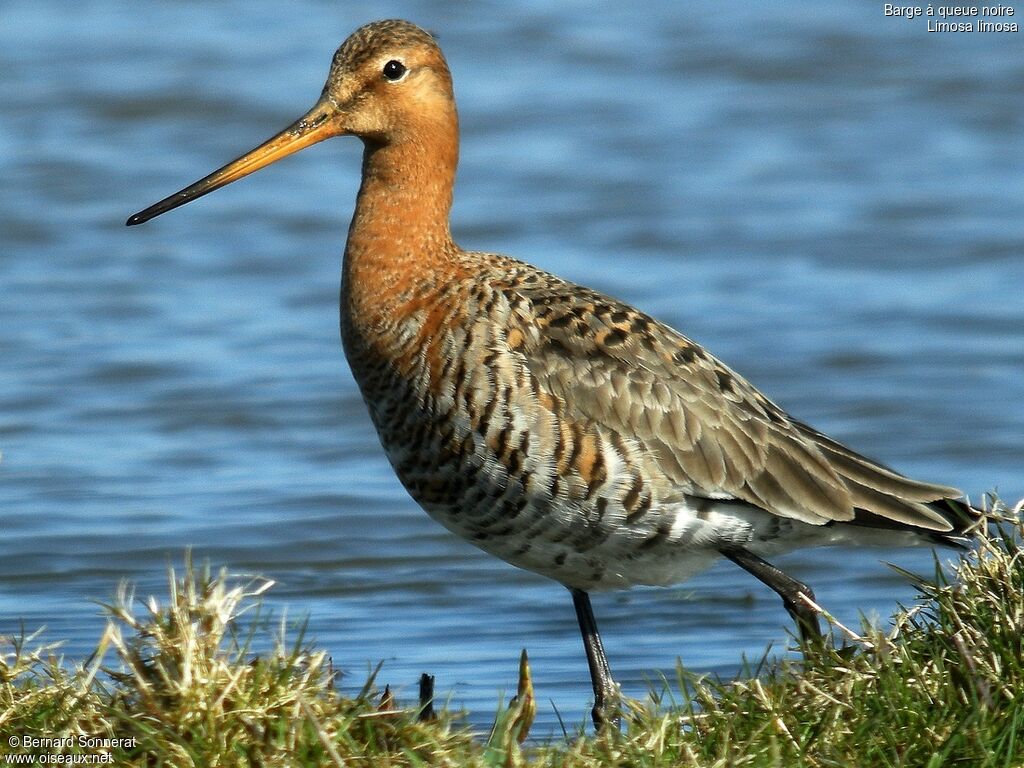 Black-tailed Godwit