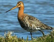 Black-tailed Godwit