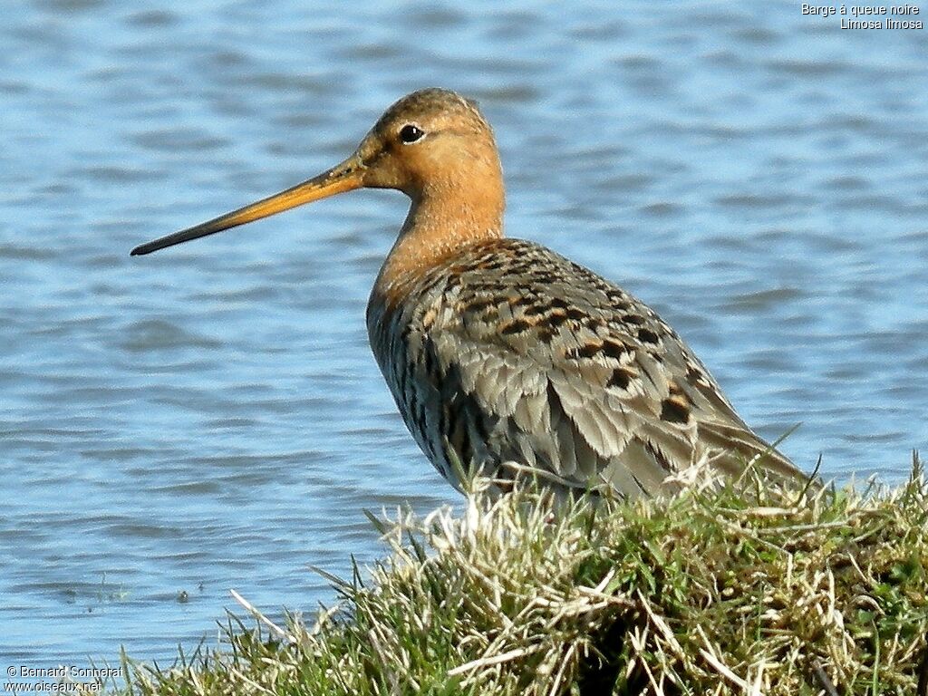 Black-tailed Godwit