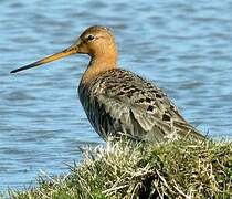 Black-tailed Godwit