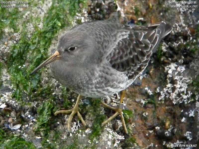 Purple Sandpiper