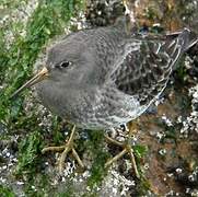 Purple Sandpiper