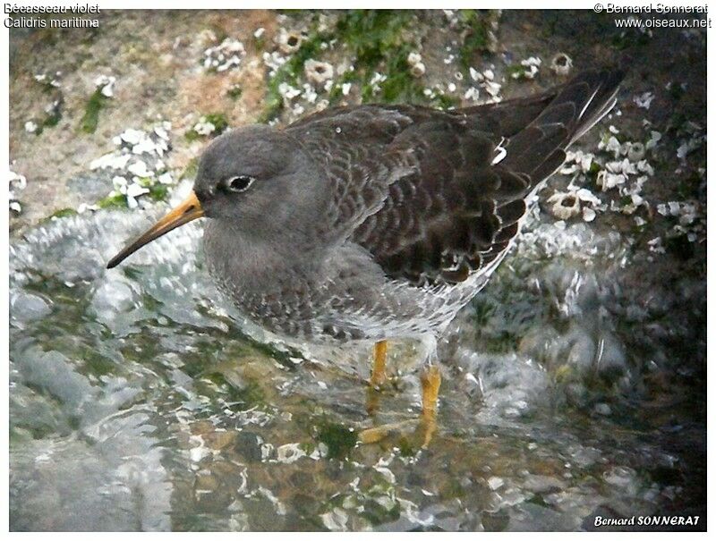 Purple Sandpiper