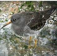 Purple Sandpiper