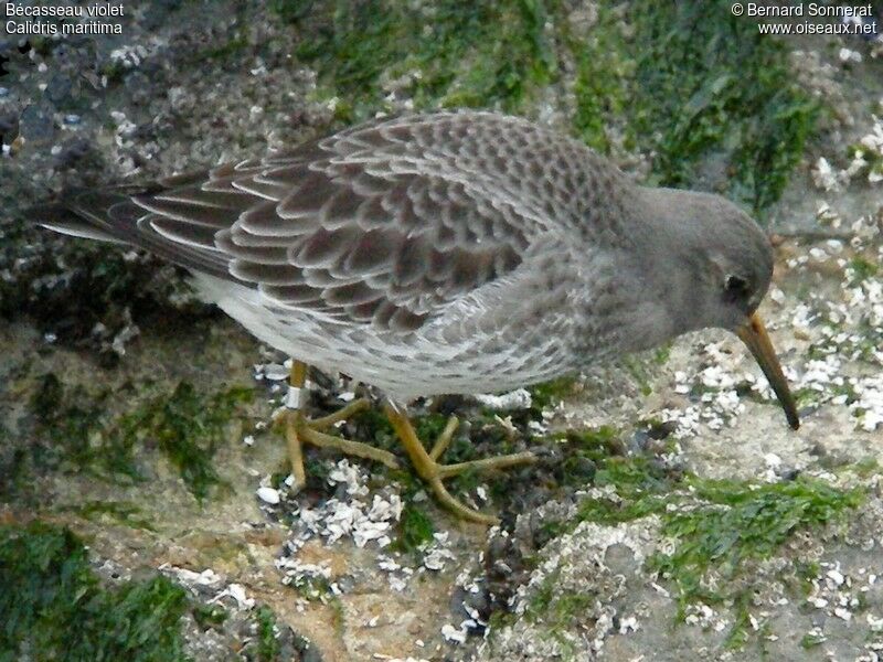 Purple Sandpiper