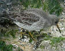 Purple Sandpiper