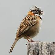 Rufous-collared Sparrow