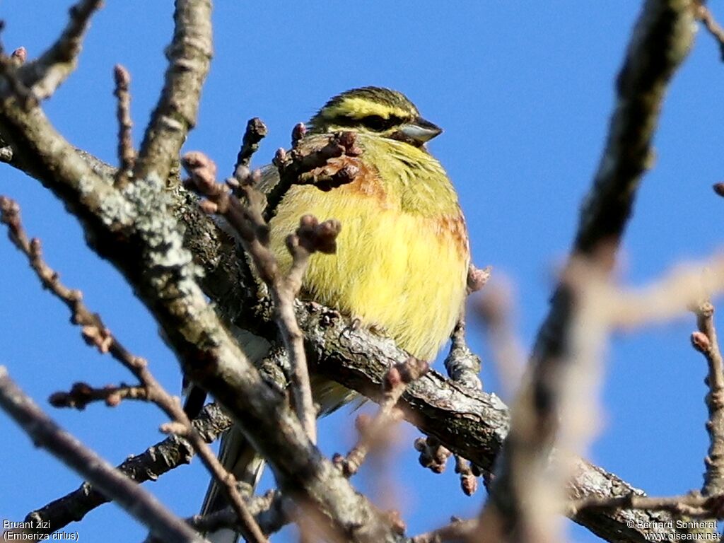 Cirl Bunting