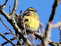 Cirl Bunting