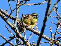 Cirl Bunting