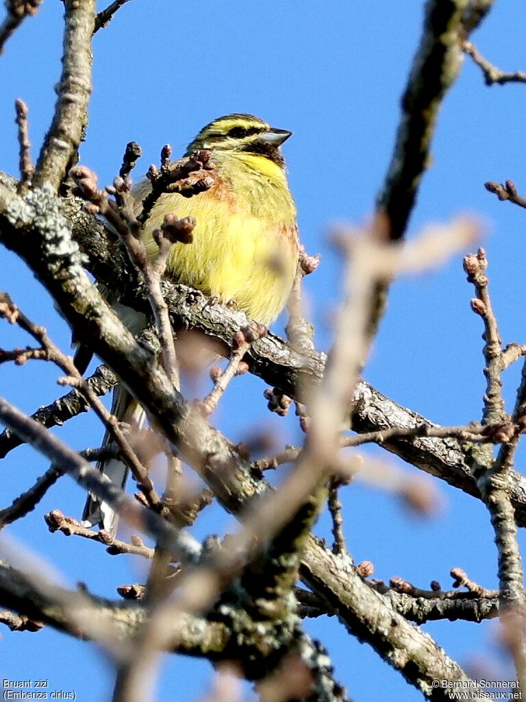 Cirl Bunting male