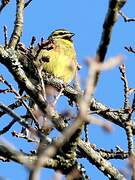 Cirl Bunting