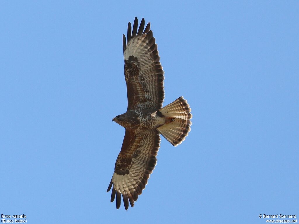 Buse variable