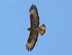 Buse variable