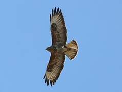 Common Buzzard