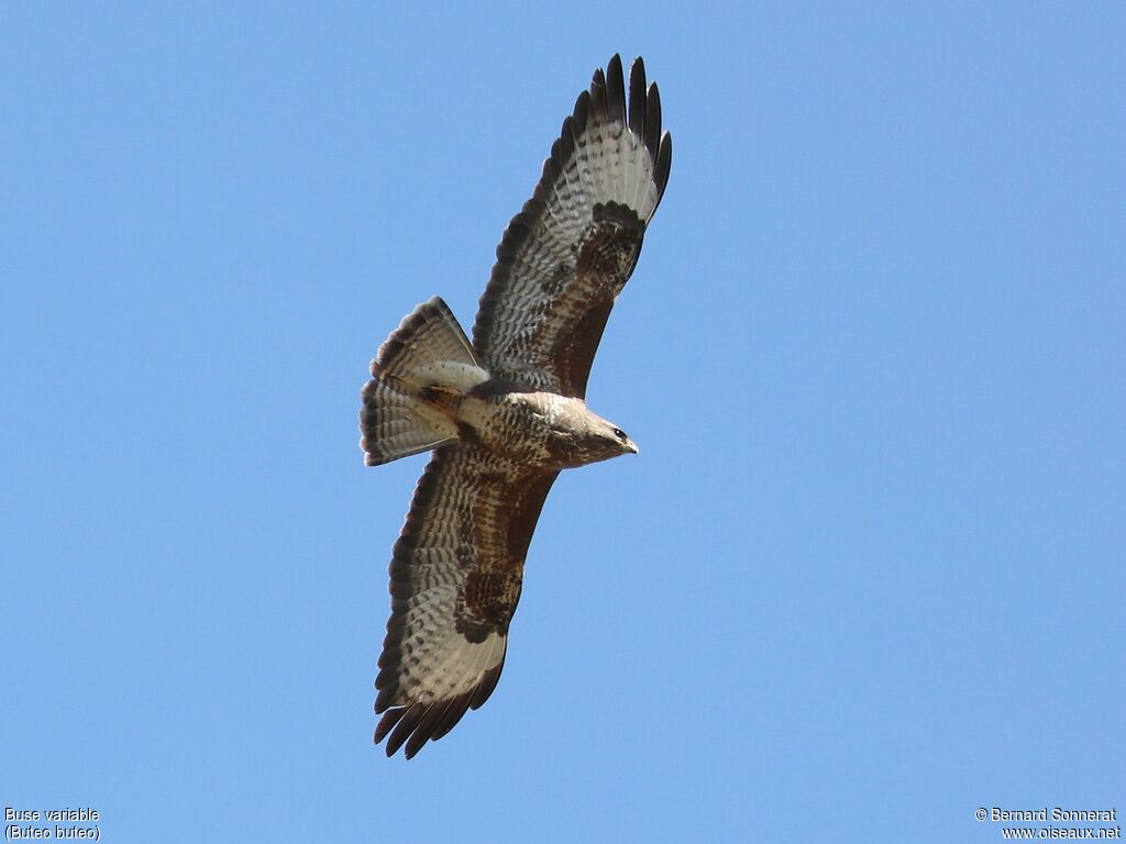 Buse variable