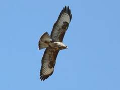 Common Buzzard