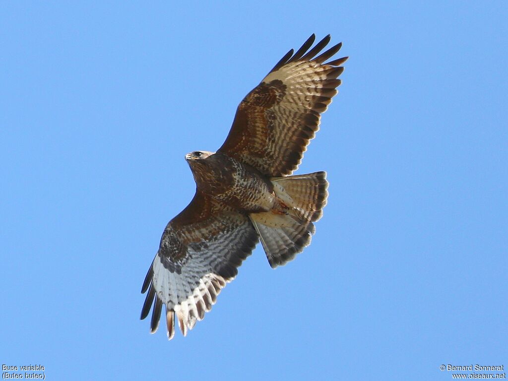 Buse variable