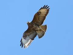 Common Buzzard