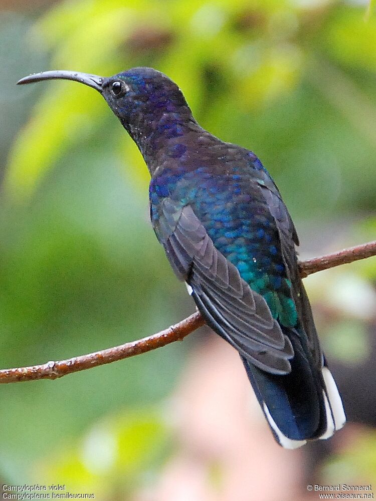 Violet Sabrewing, identification