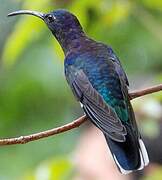 Violet Sabrewing