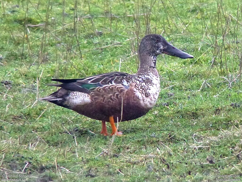 Northern Shoveler