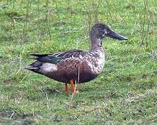 Northern Shoveler