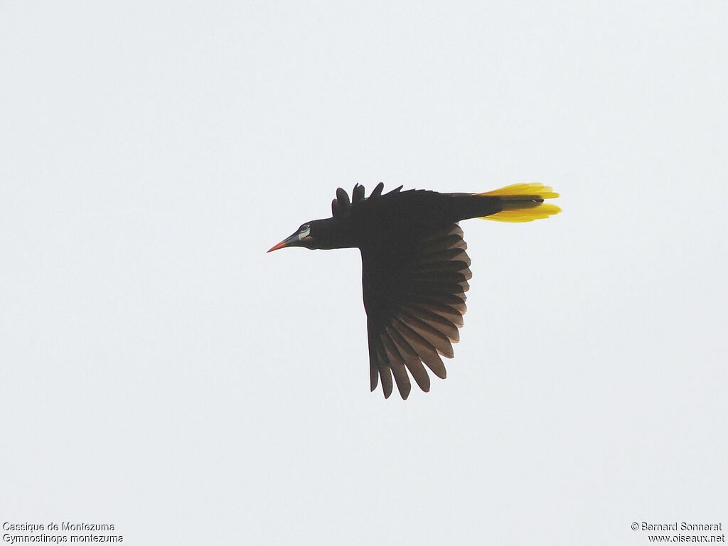 Montezuma Oropendola, Flight