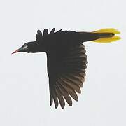 Montezuma Oropendola