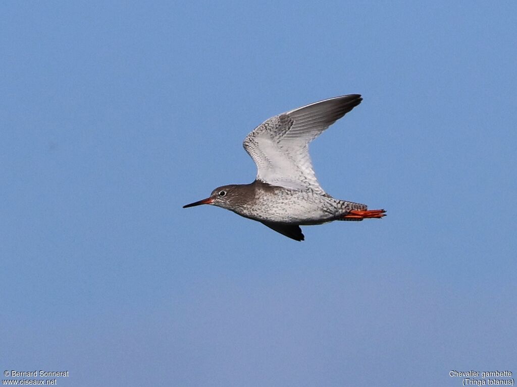 Common Redshank