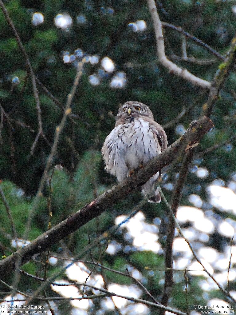 Eurasian Pygmy Owladult