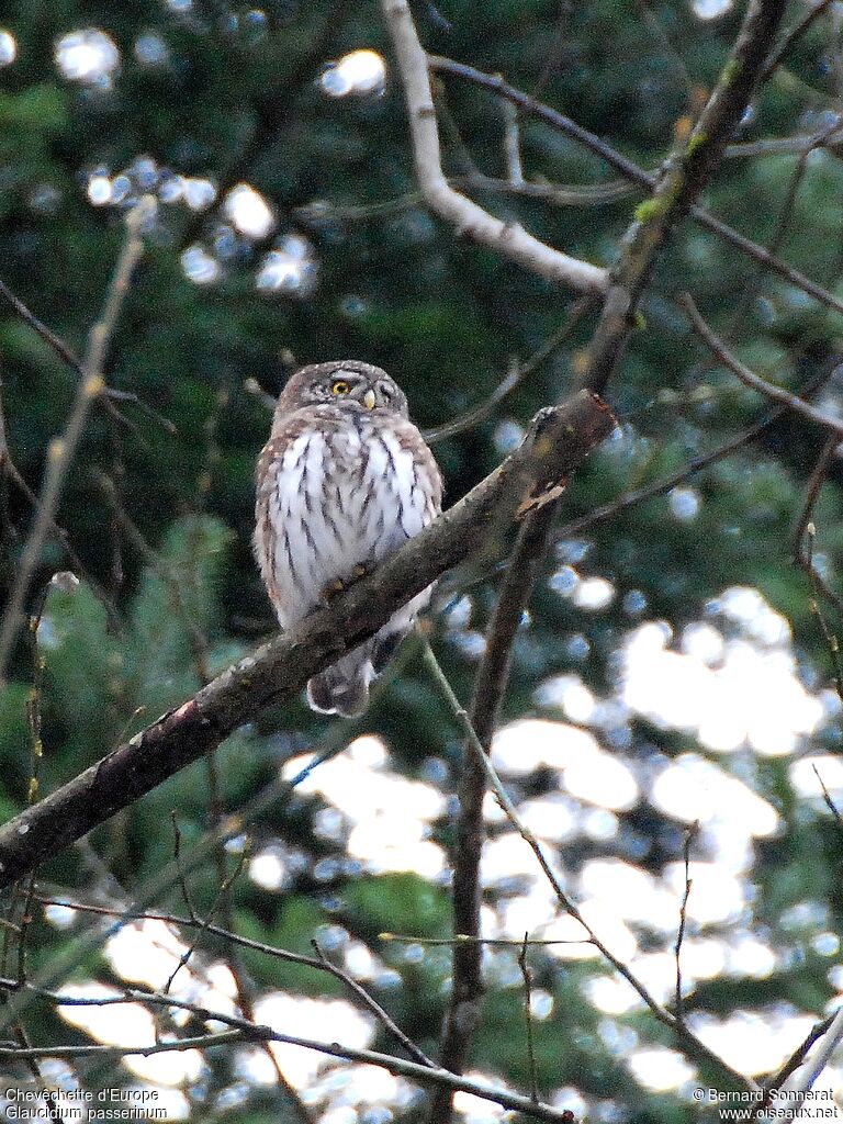 Eurasian Pygmy Owladult