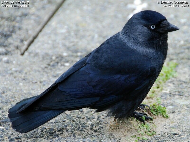 Western Jackdaw