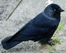 Western Jackdaw