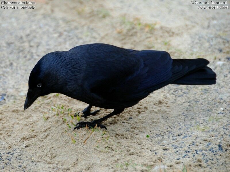 Western Jackdaw