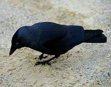 Western Jackdaw