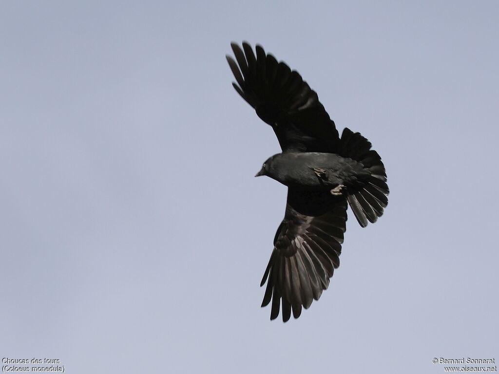 Western Jackdaw