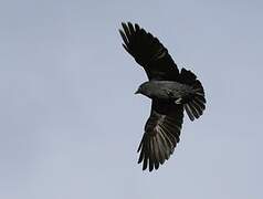 Western Jackdaw