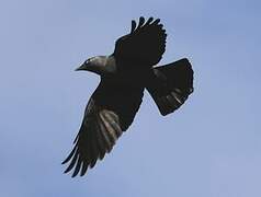 Western Jackdaw