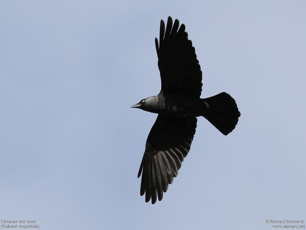 Western Jackdaw