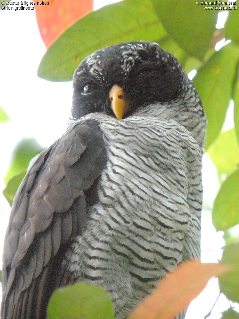 Black-and-white Owl, identification