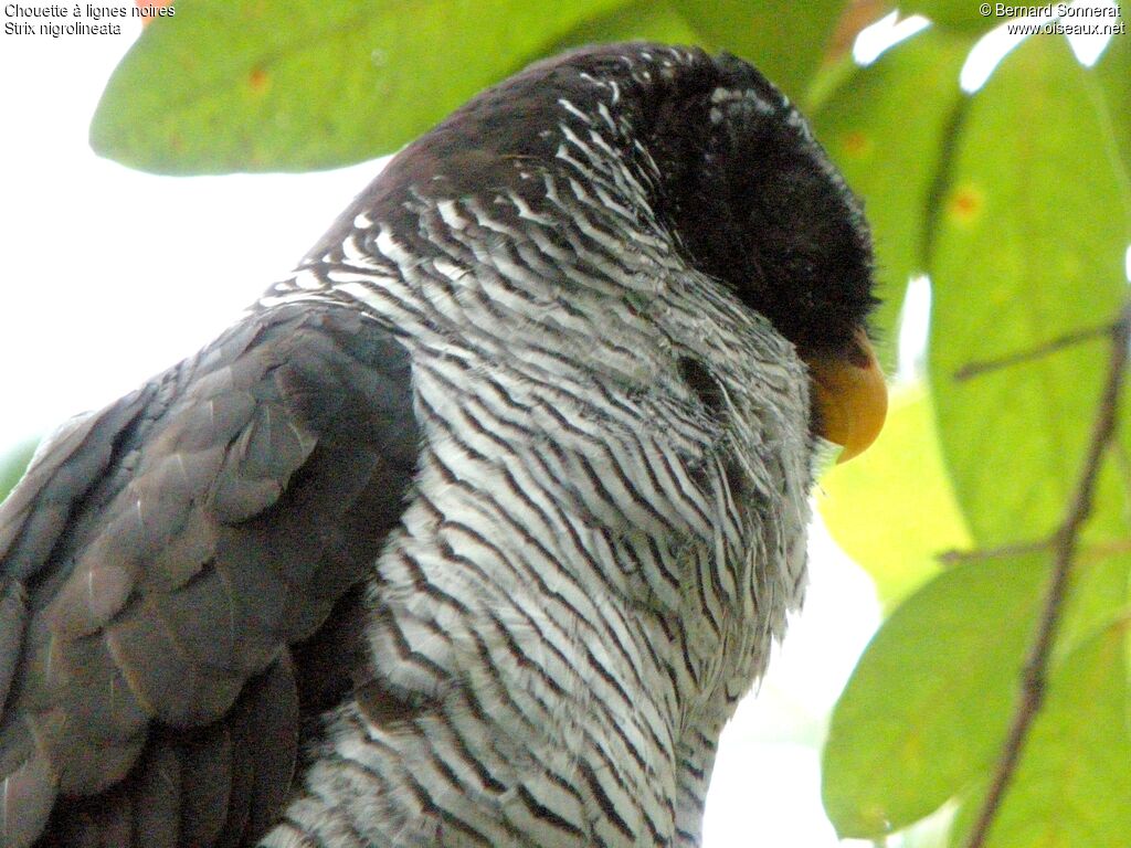 Black-and-white Owl, identification