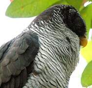 Black-and-white Owl