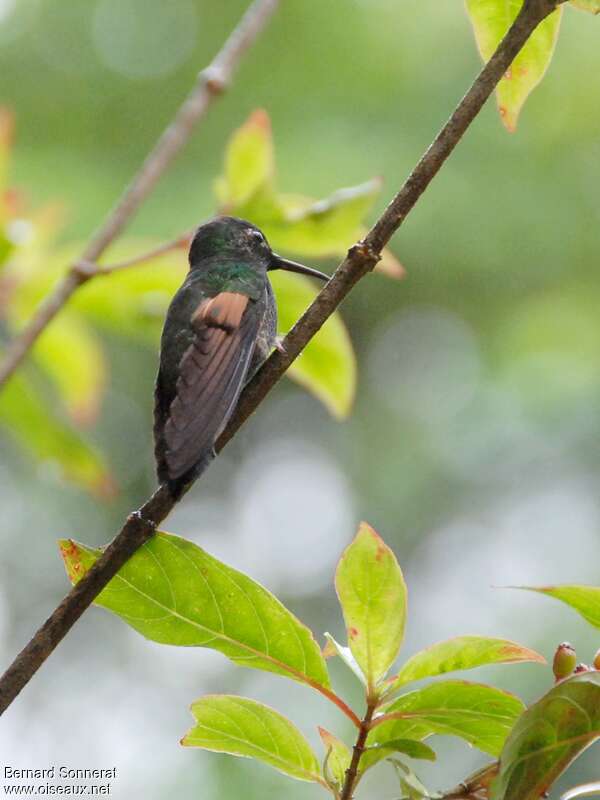 Black-bellied Hummingbird female adult