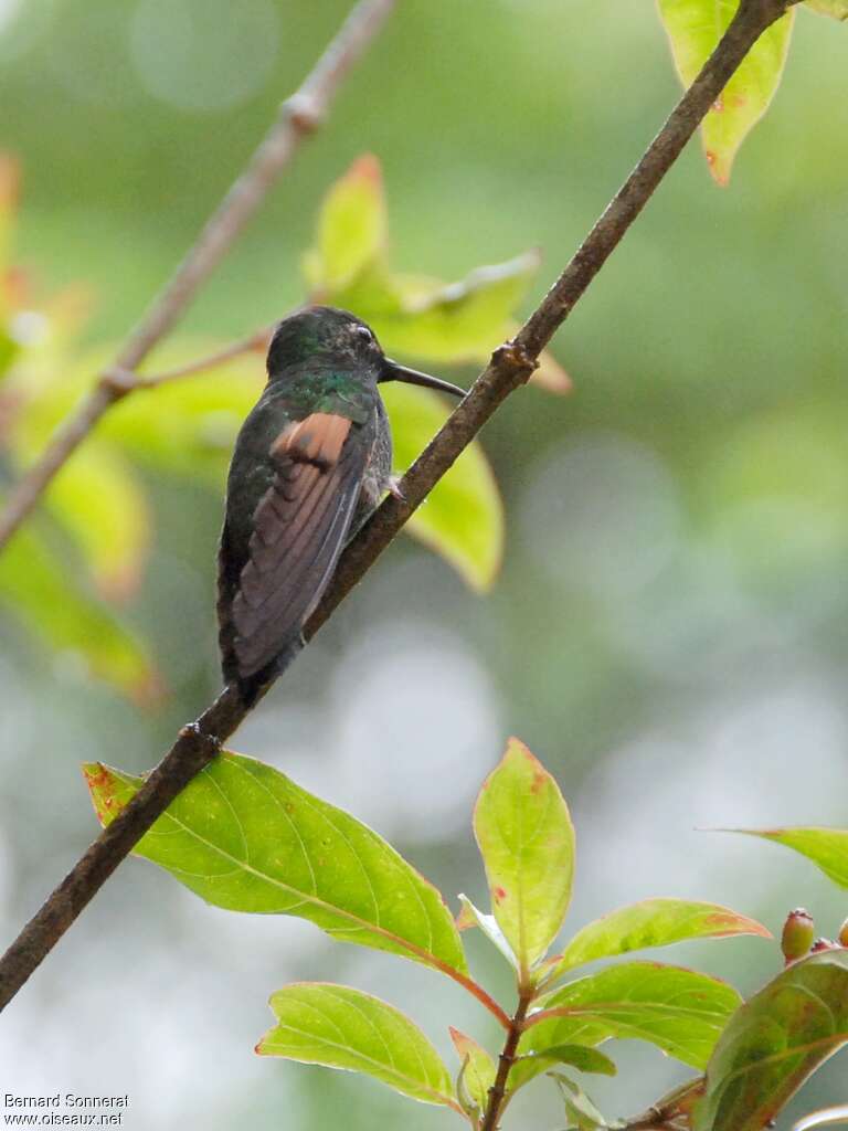 Black-bellied Hummingbird female adult