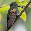 Colibri à ventre noir